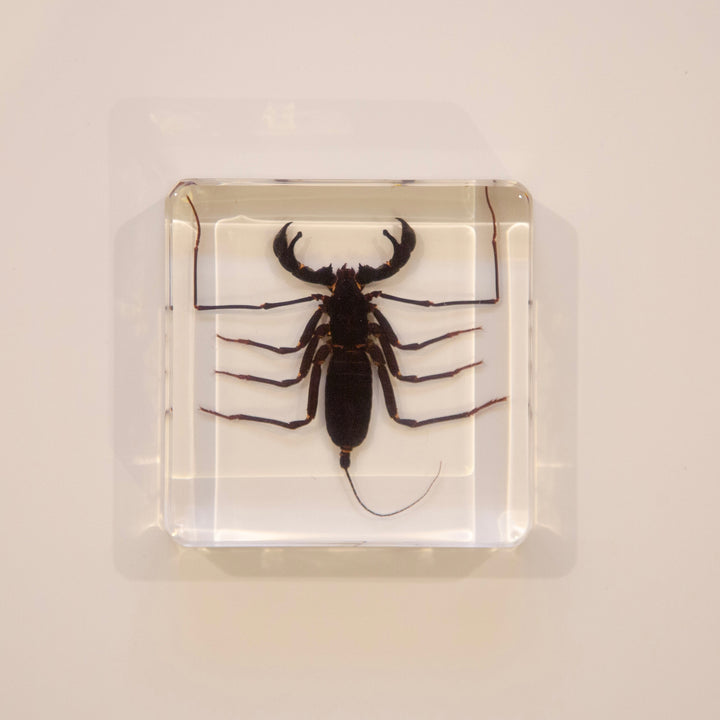 Whip Scorpion