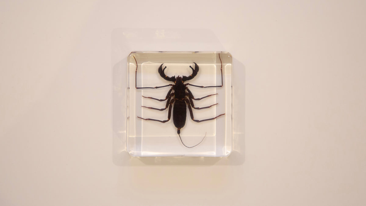 Whip Scorpion