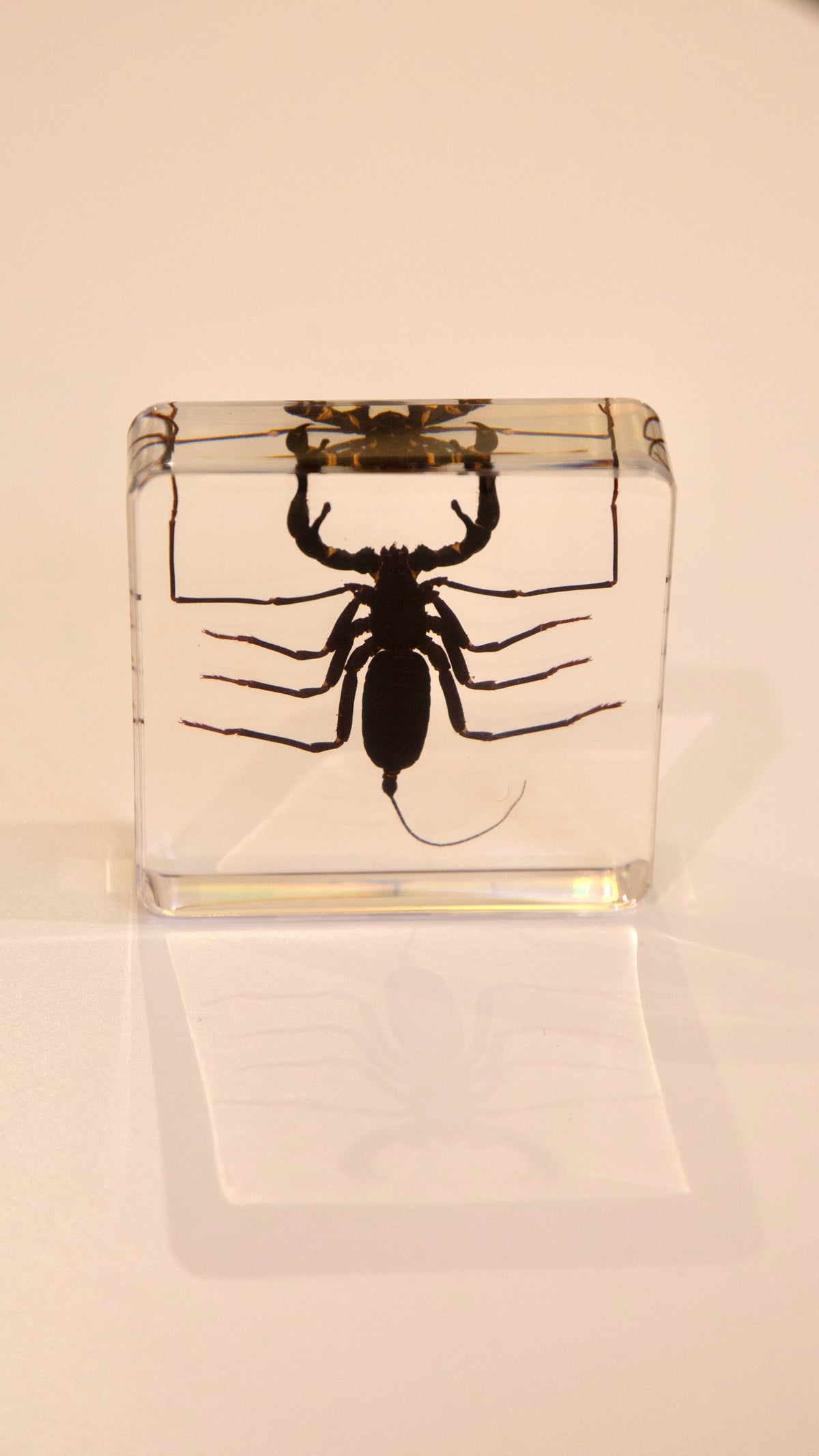 Whip Scorpion