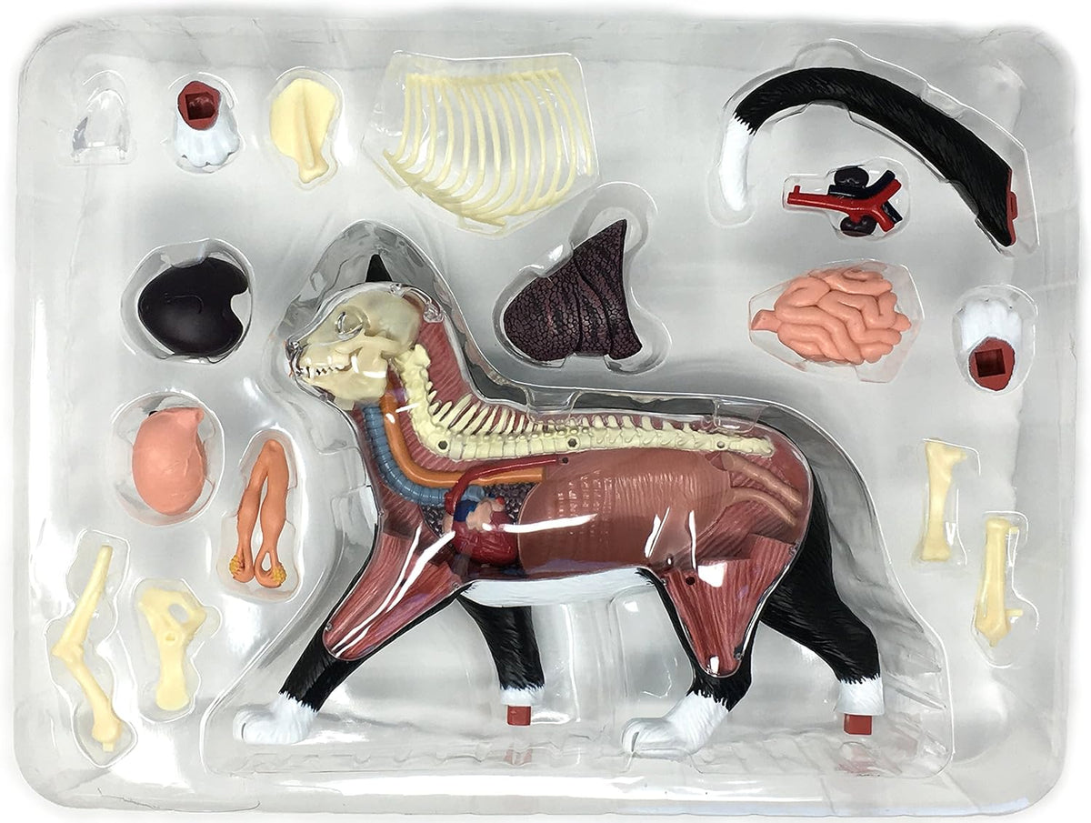 Anatomy Model – Cat