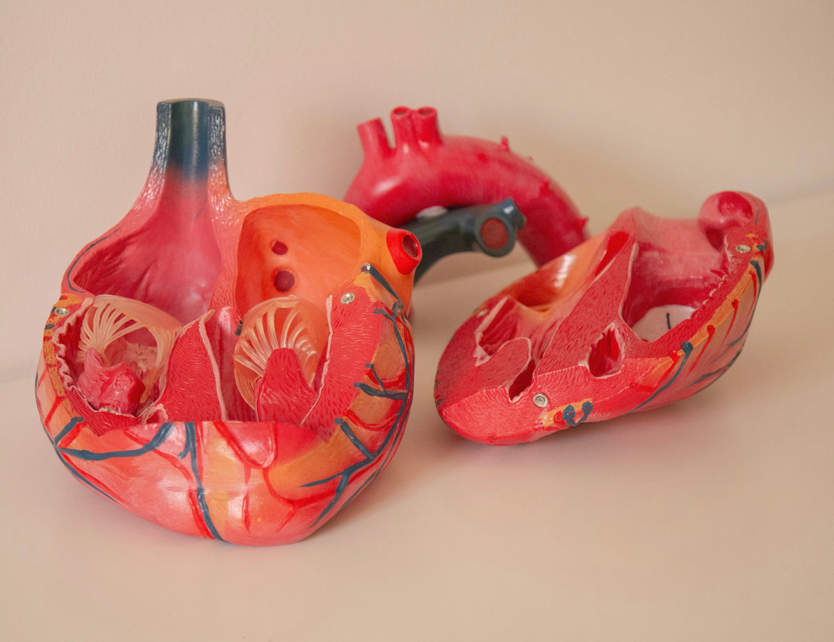 Human Heart Anatomy Model  (Jumbo Size)