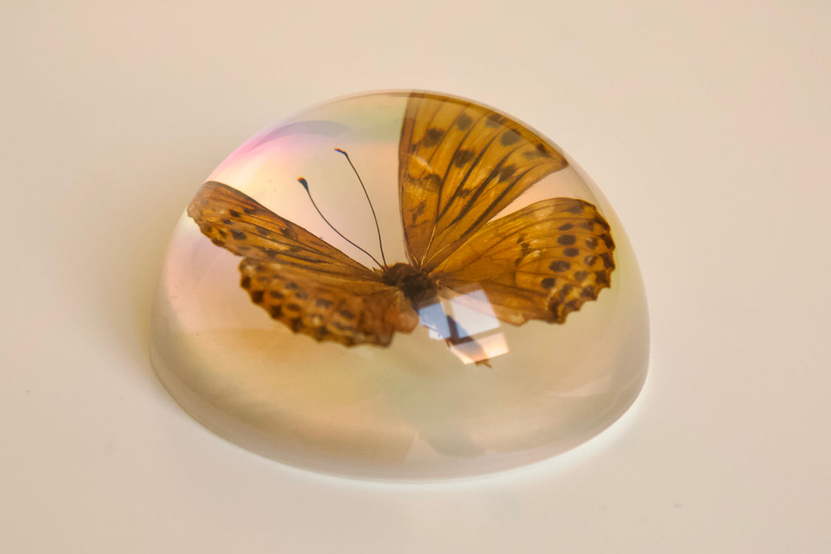 Indian Fritillary