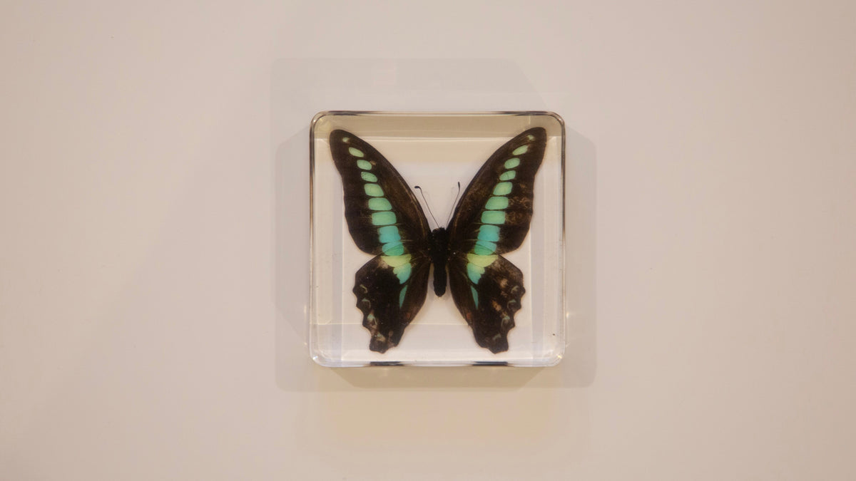 Common Bluebottle