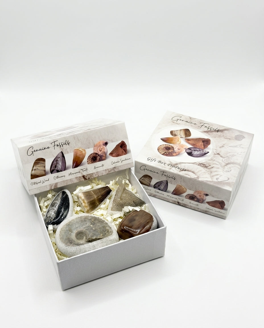 Fossil Gift Box