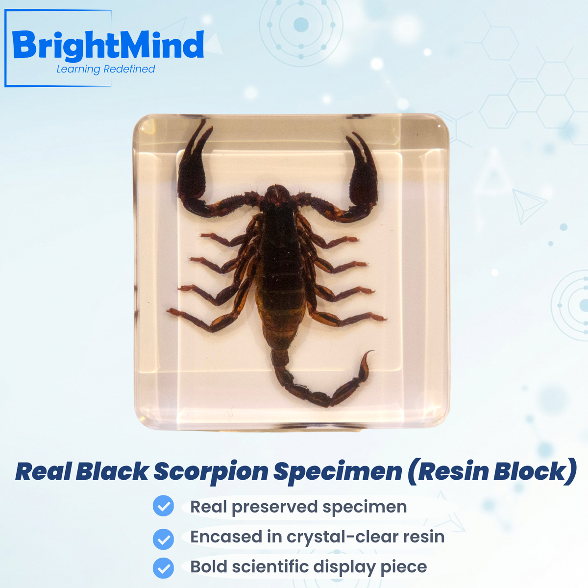 Black Scorpion
