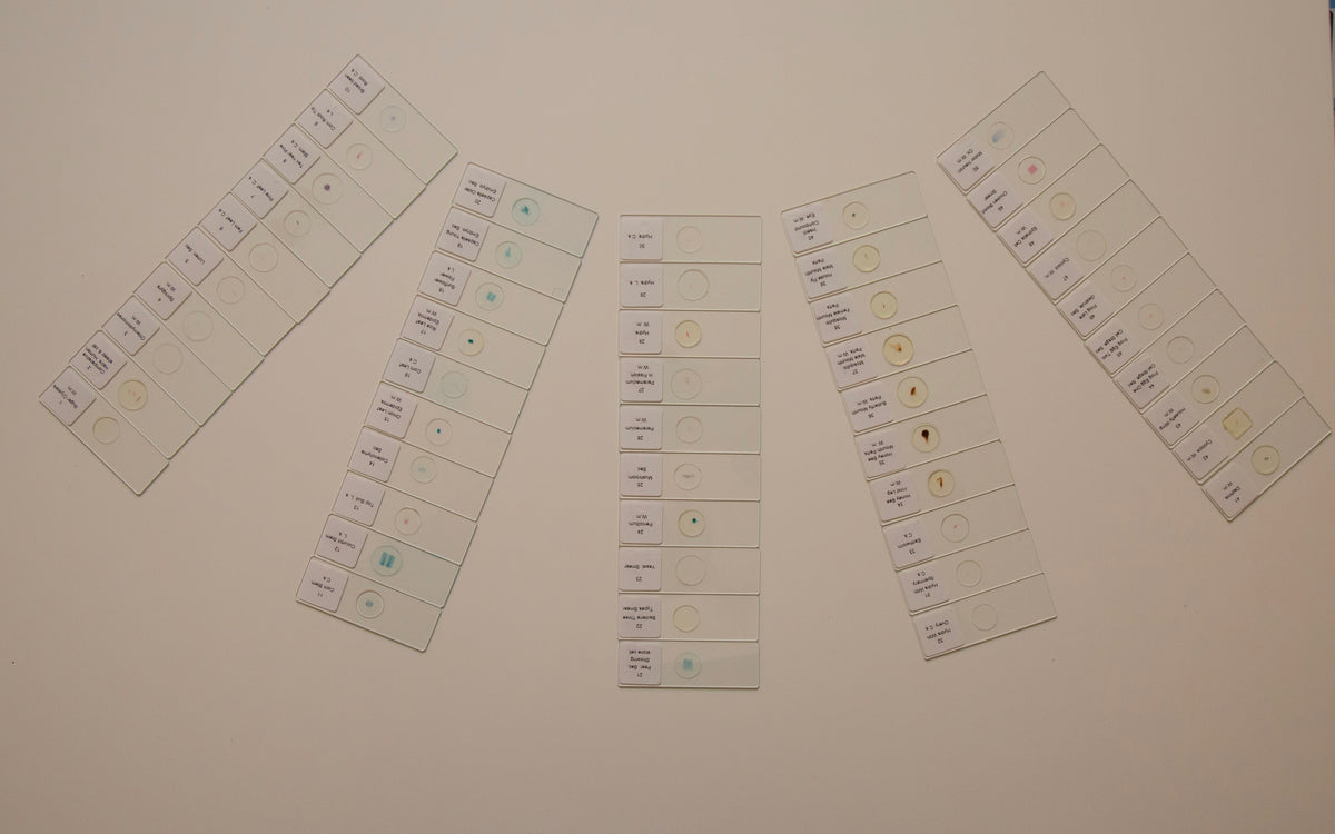Prepared Microscope Slides Set