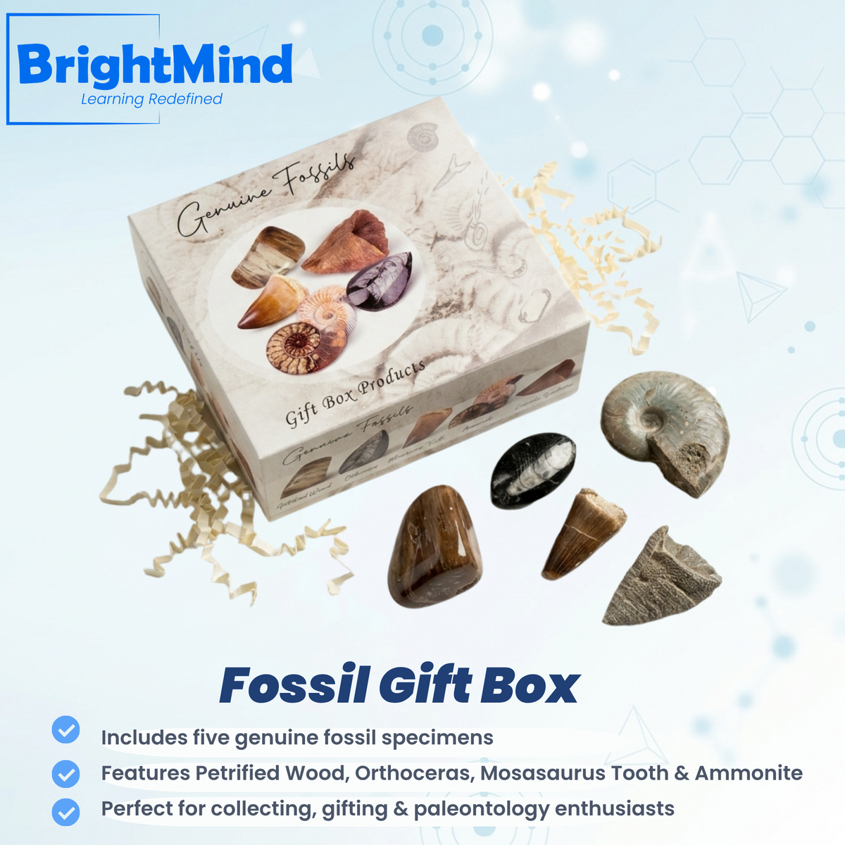 Fossil Gift Box