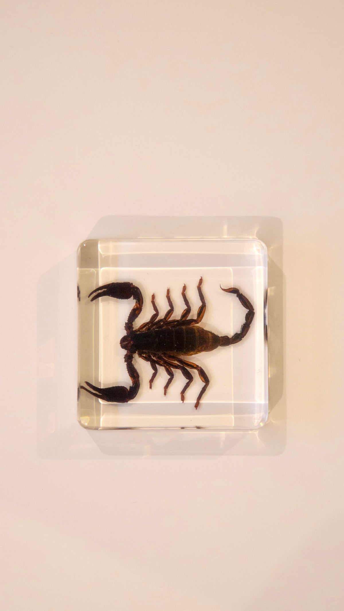 Black Scorpion