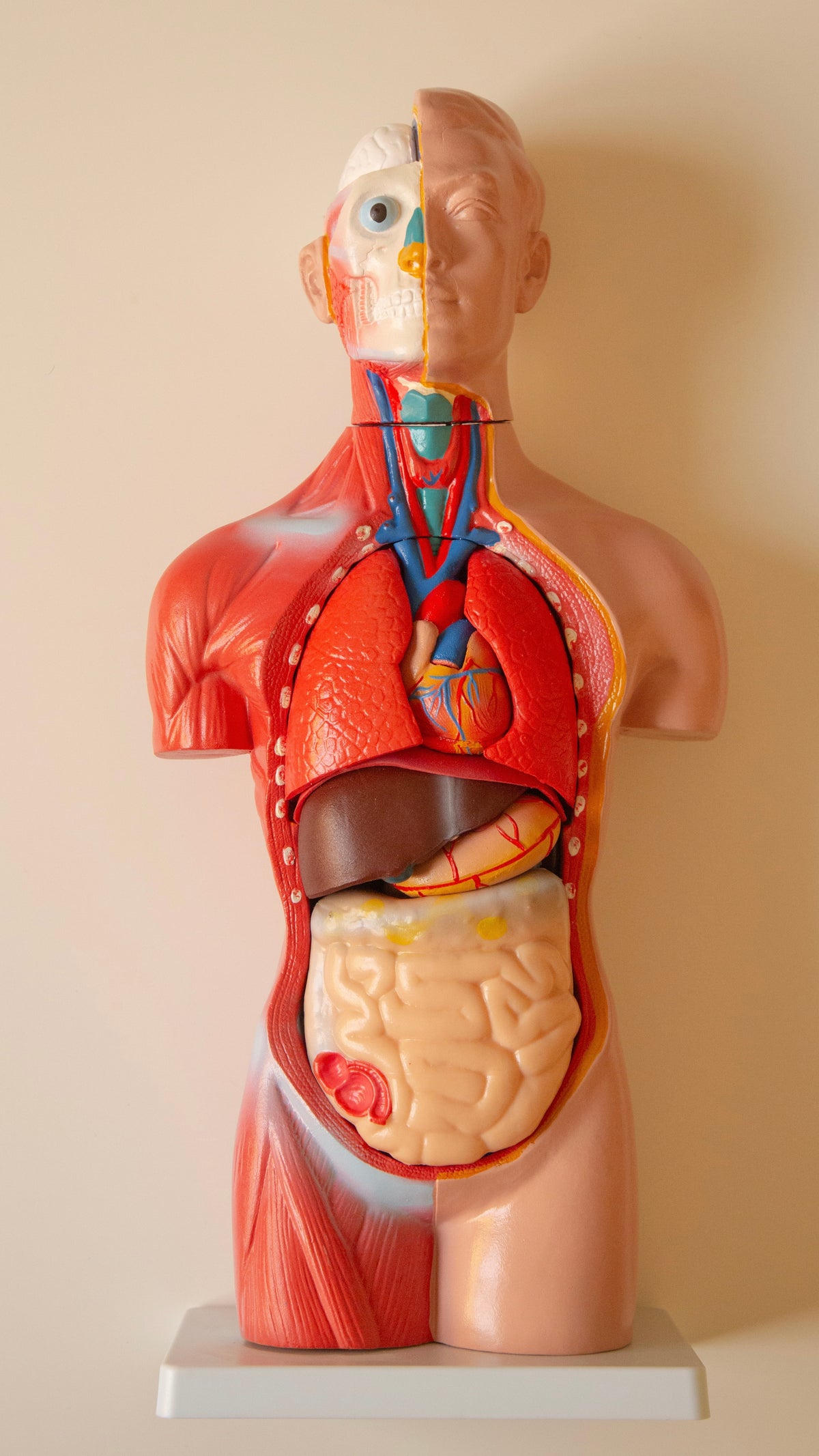 Anatomy Model – Human Torso (42 cm)