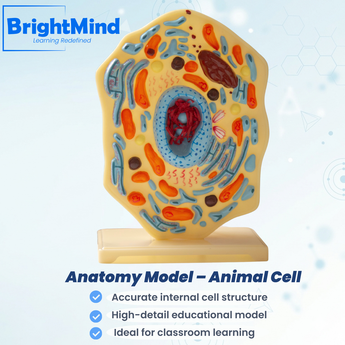 Anatomy Model – Animal Cell