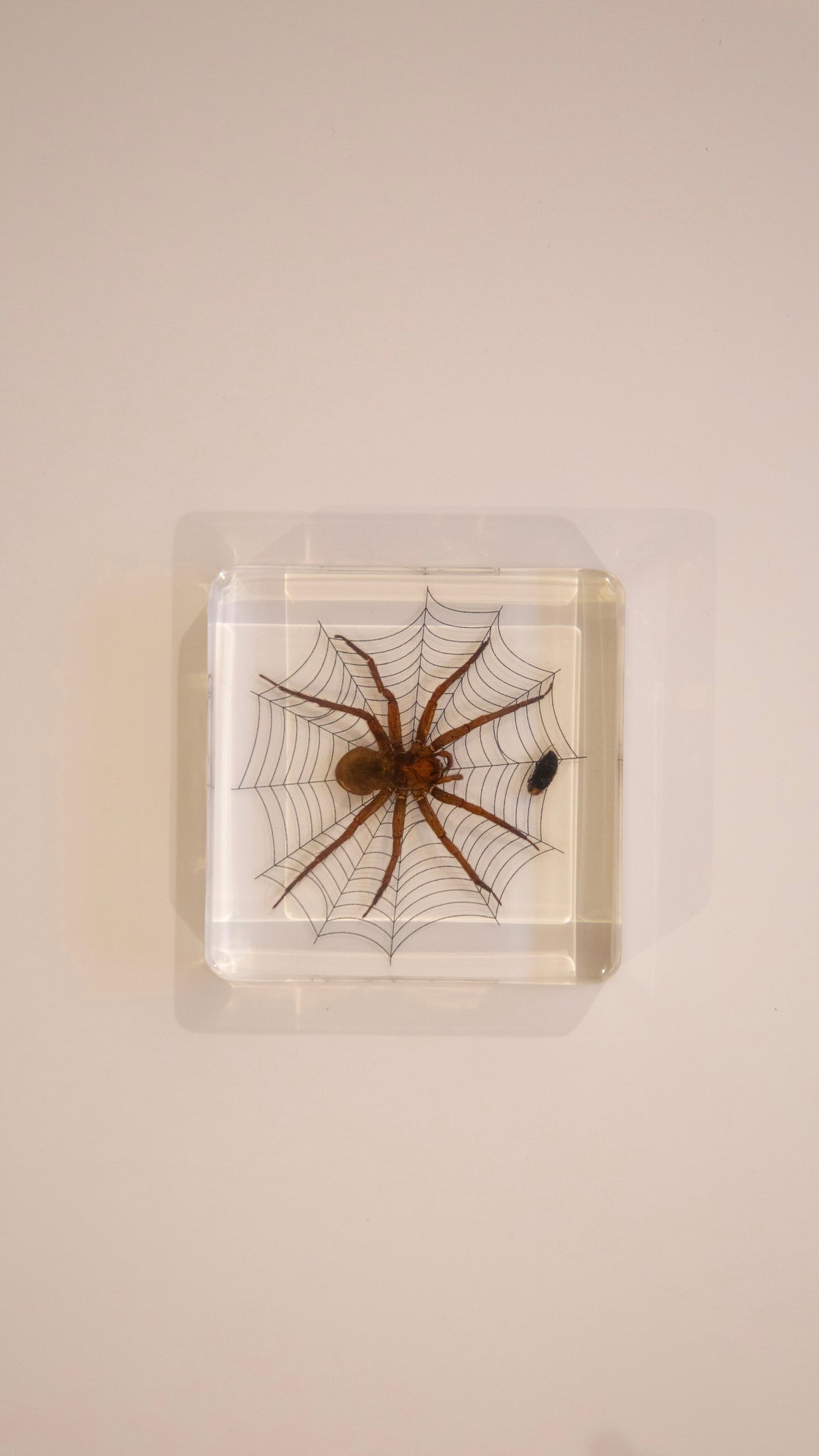 Wolf Spider