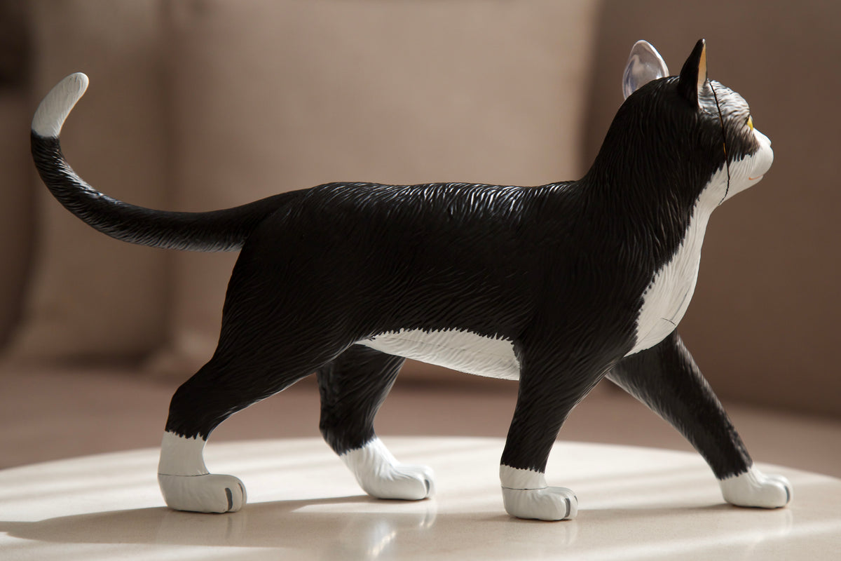 Anatomy Model – Cat