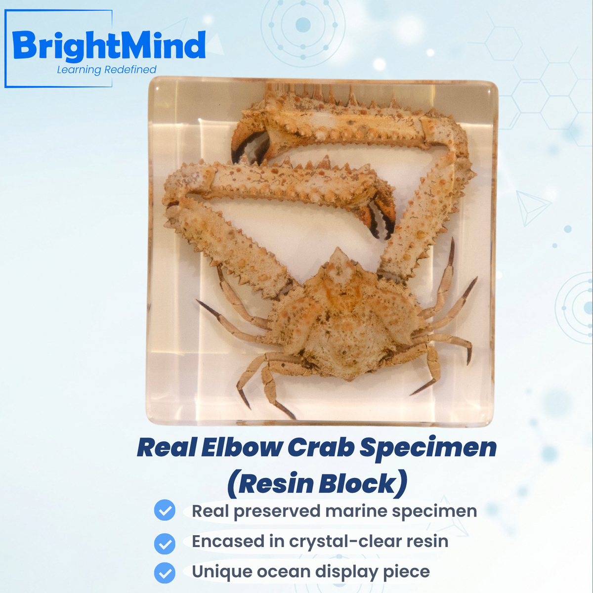 Elbow Crab