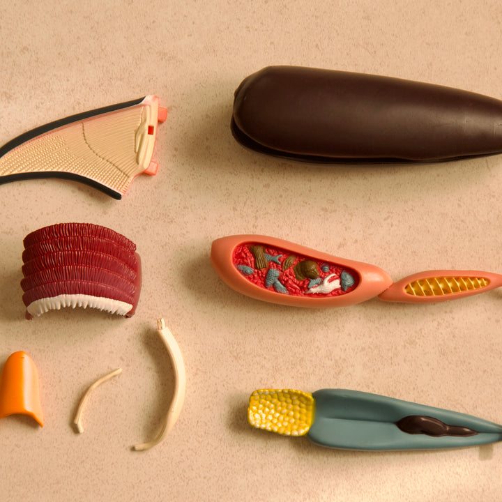 Anatomy Model – Shark