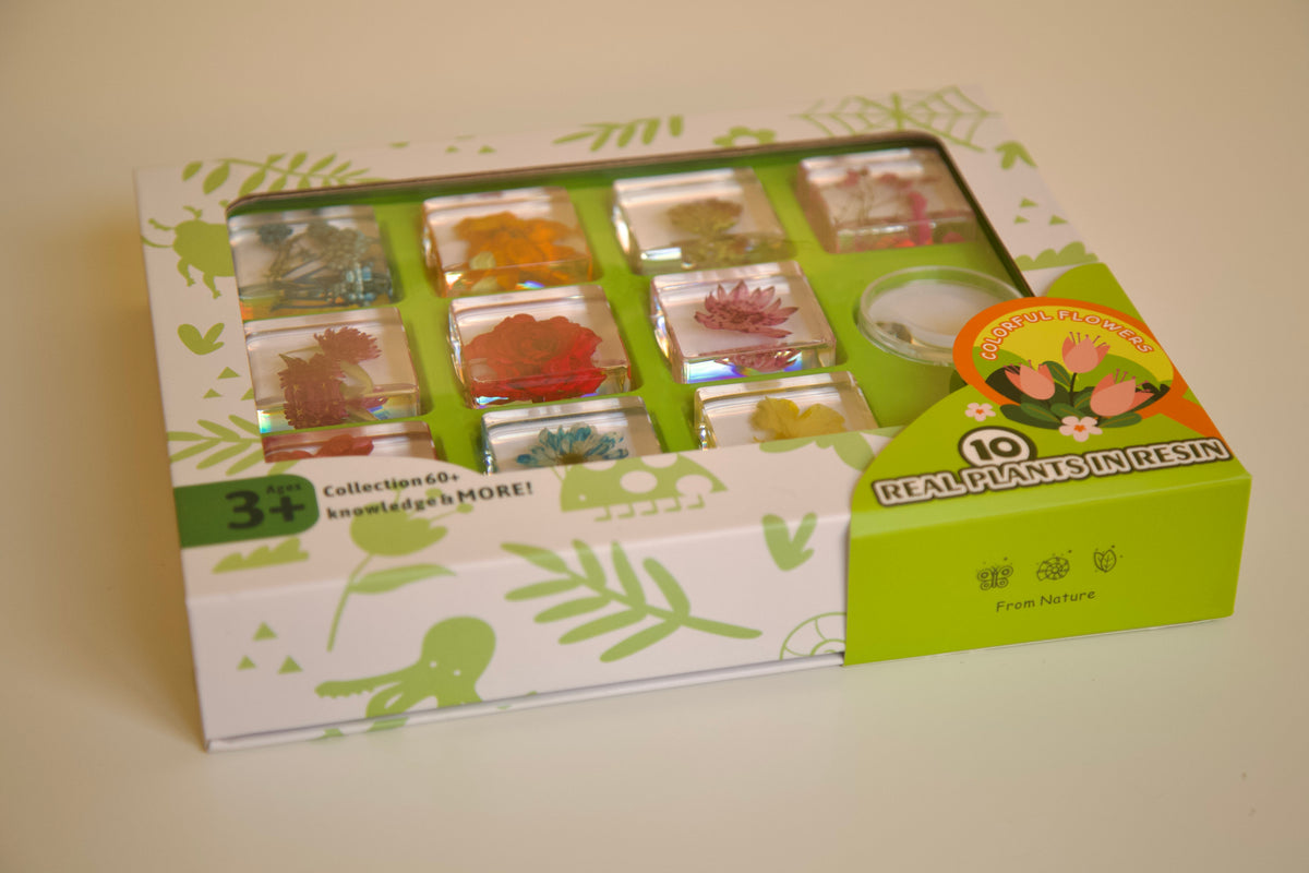 Real Preserved Flower Specimen Set