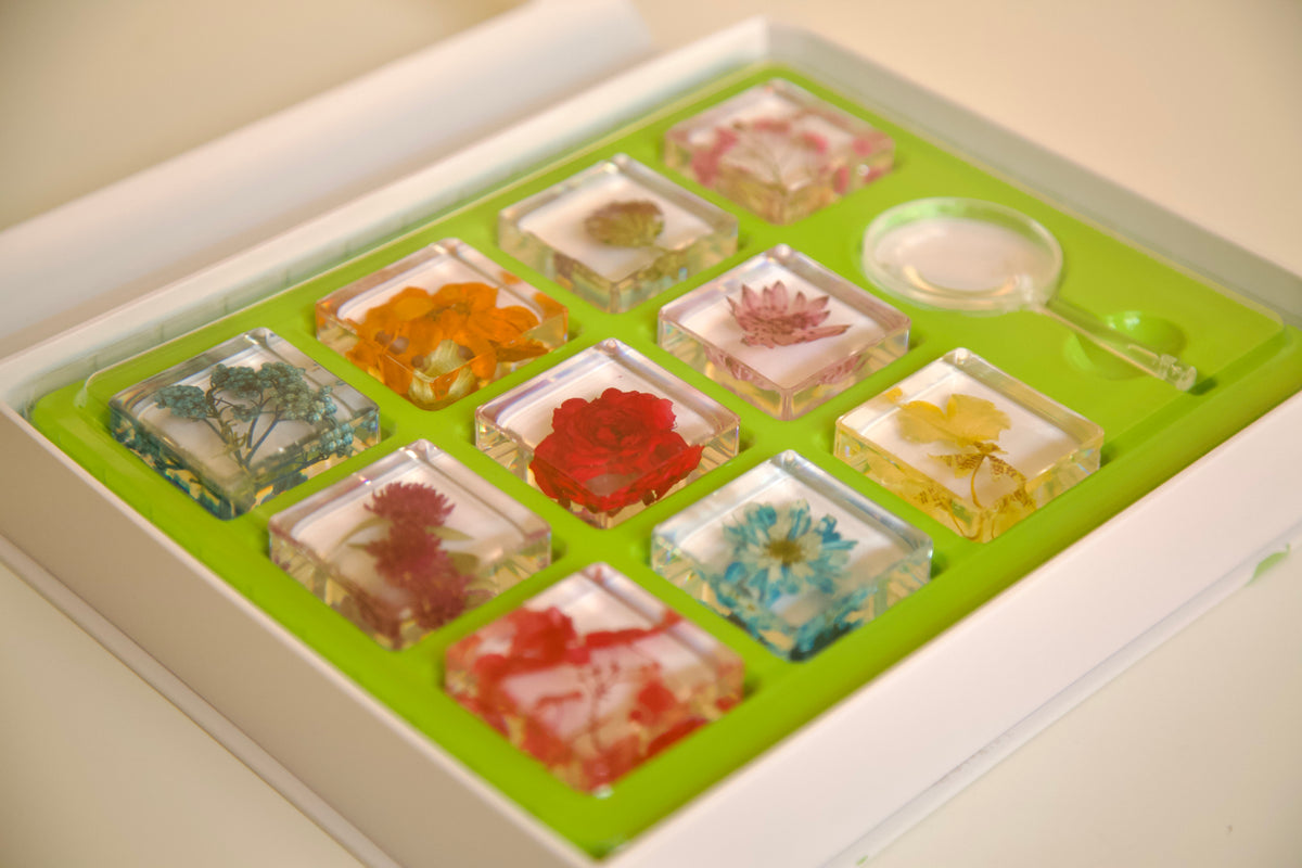 Real Preserved Flower Specimen Set