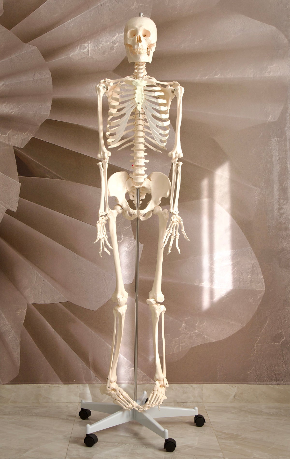 Life-Size Human Skeleton Model (180cm)