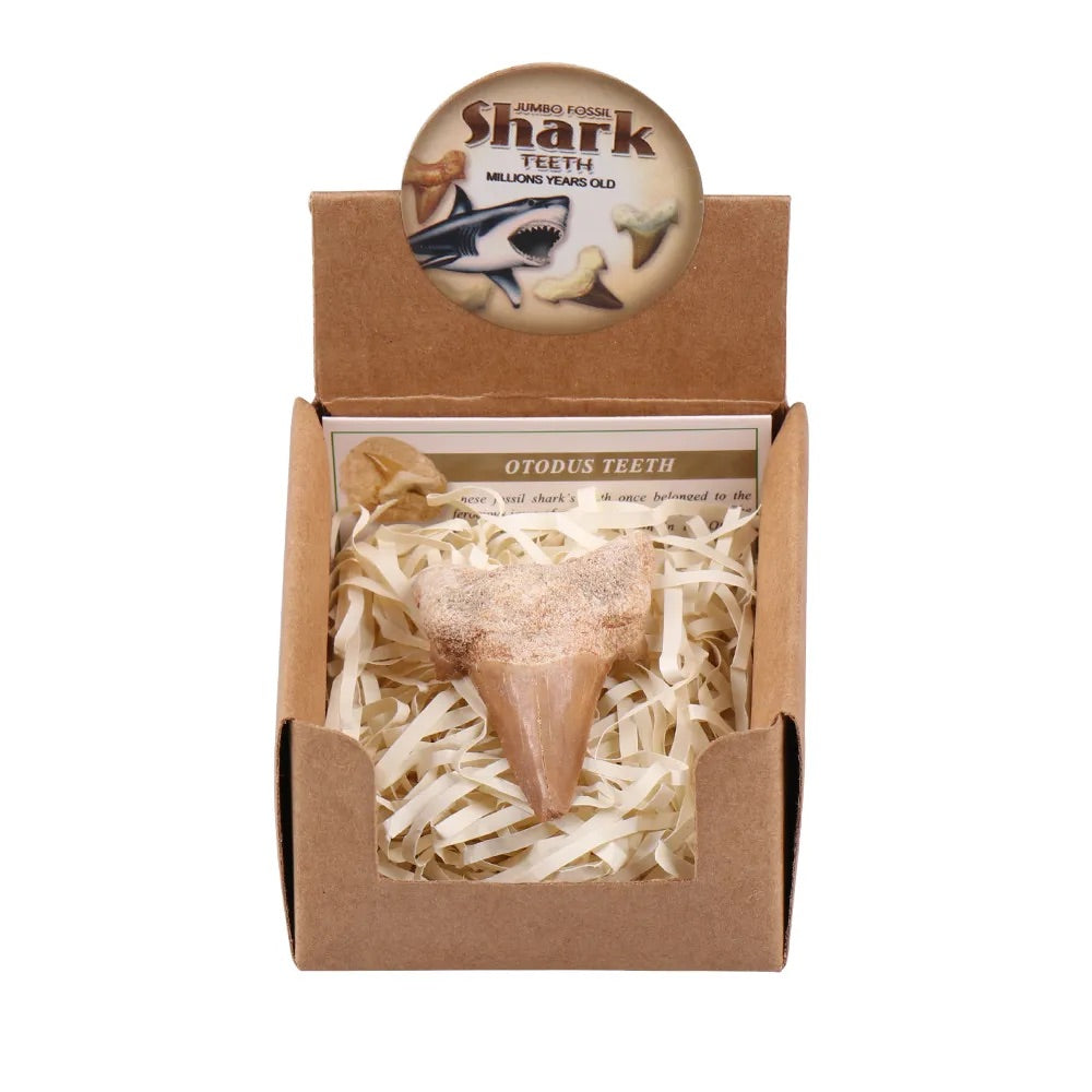 Jumbo Fossil Shark Teeth