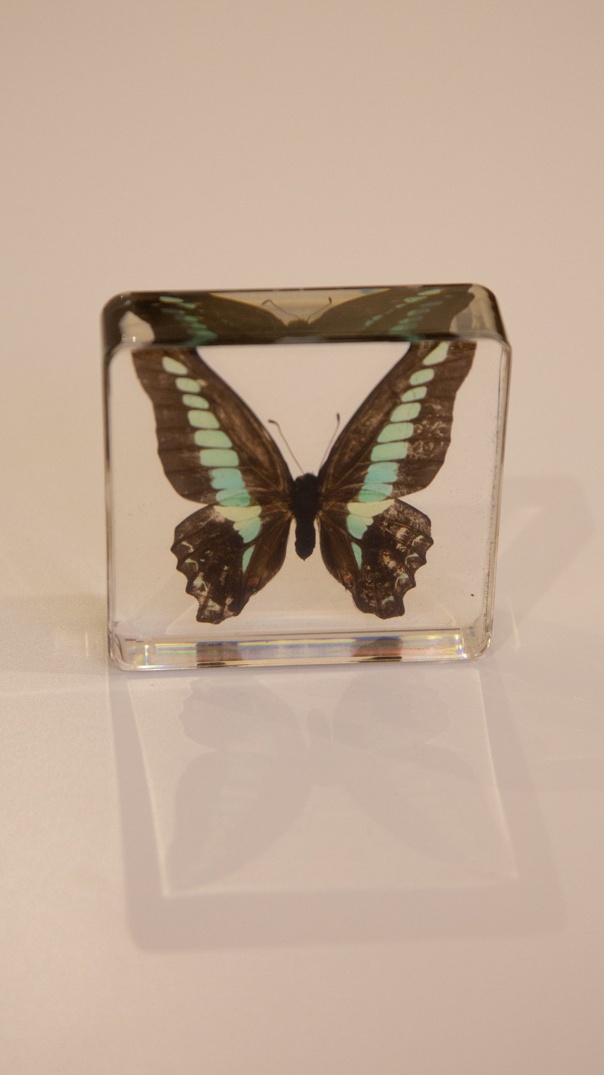 Common Bluebottle