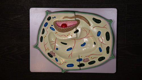 Anatomy Model – Plant Cell
