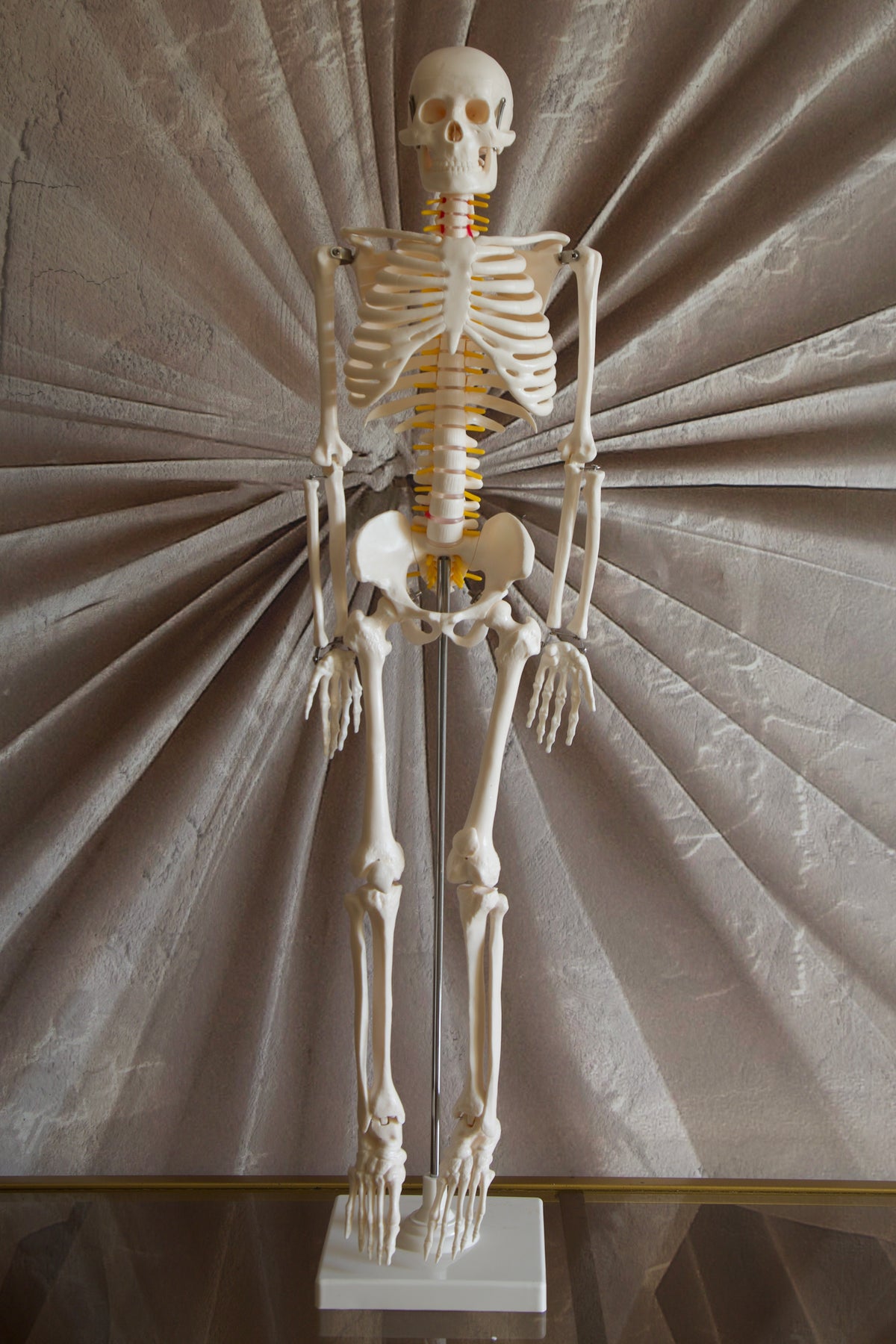85CM Skeleton Model