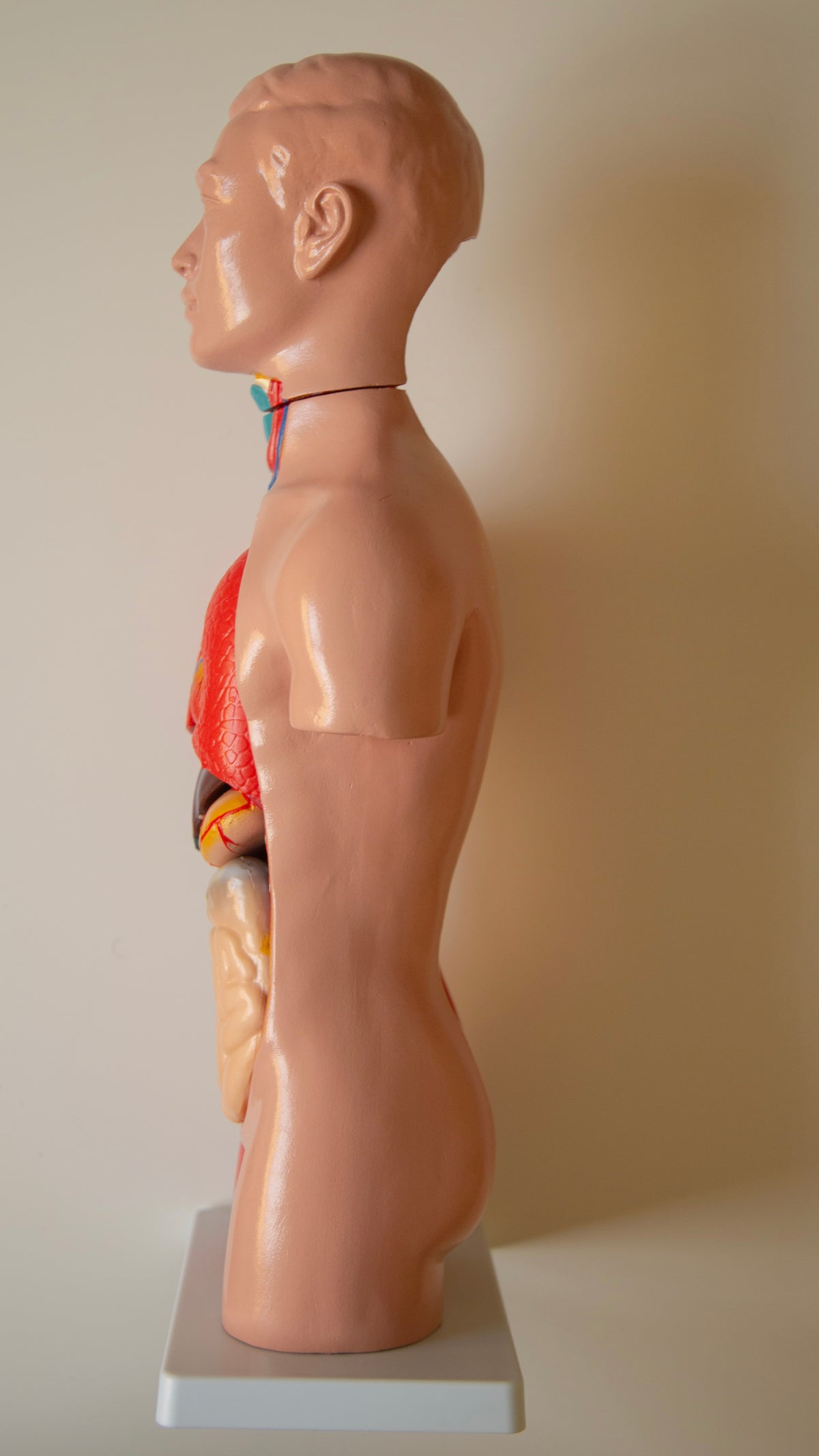 Anatomy Model – Human Torso (42 cm)