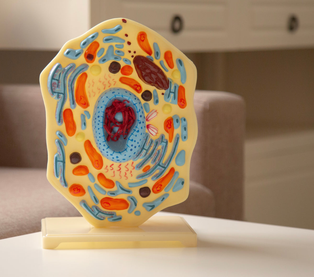 Anatomy Model – Animal Cell