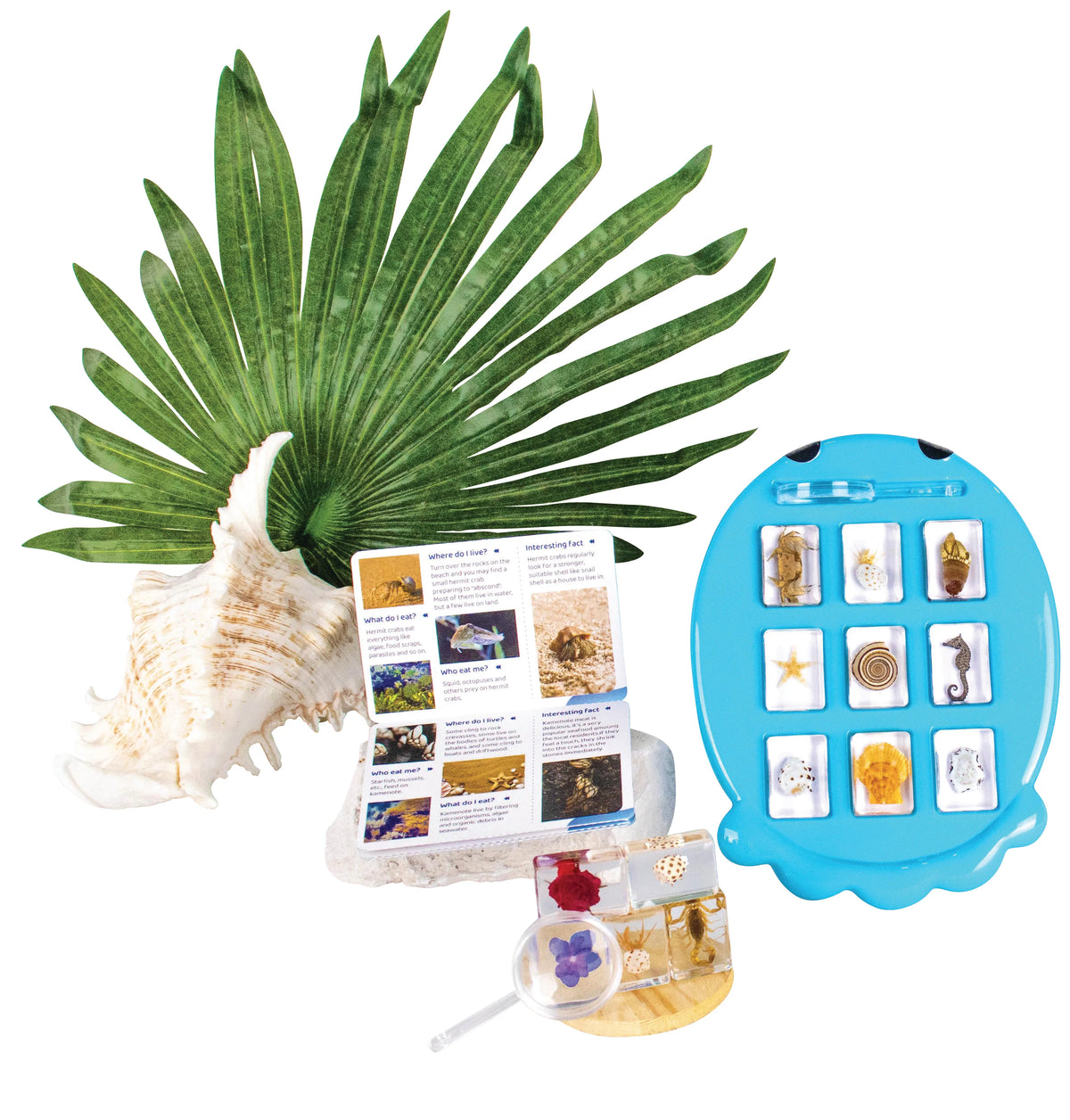 Ocean Fun Discovery Kit