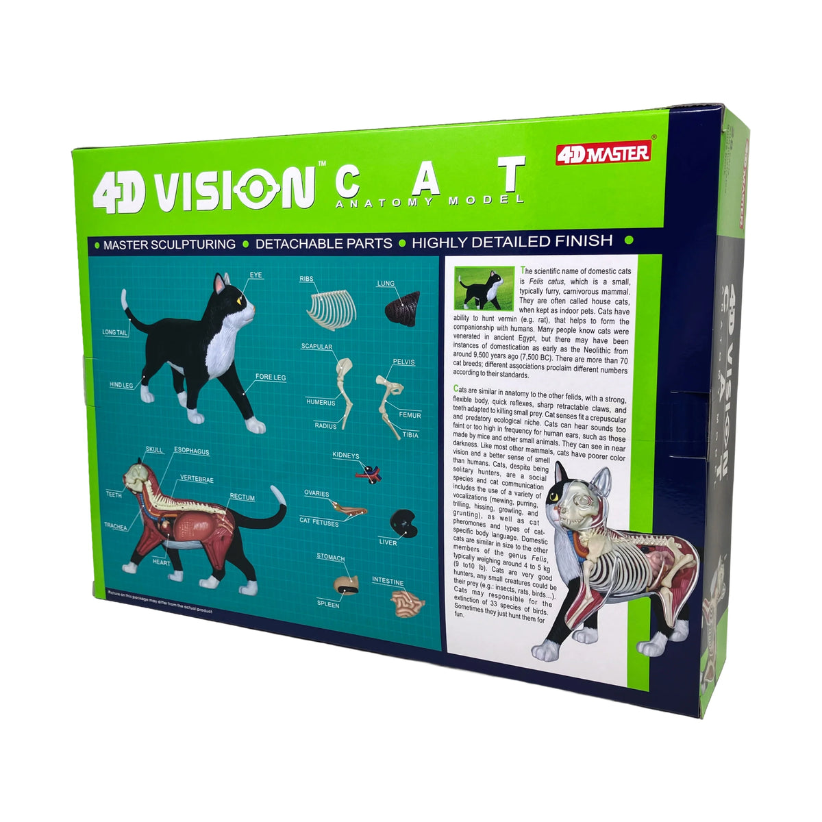 Anatomy Model – Cat