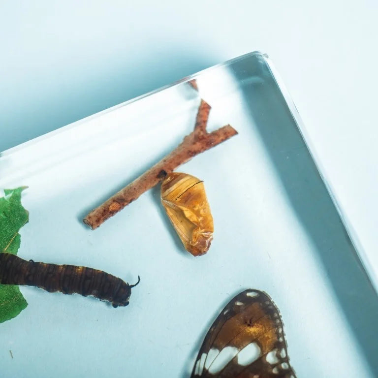 Butterfly Life Cycle Specimen