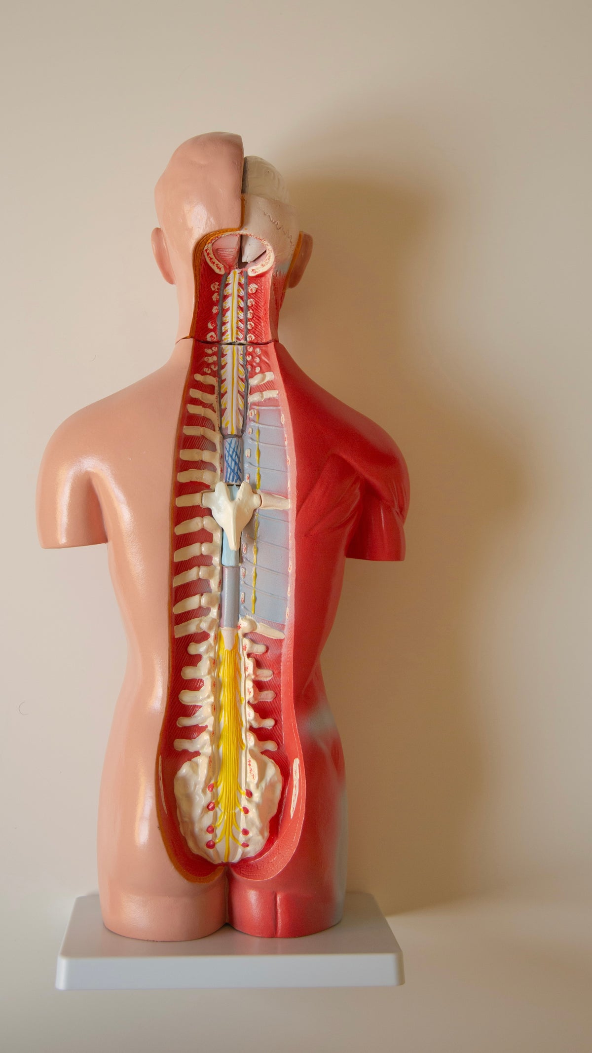 Anatomy Model – Human Torso (42 cm)