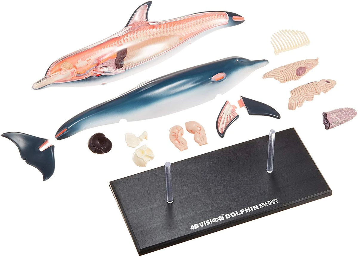 Anatomy Model – Dolphin