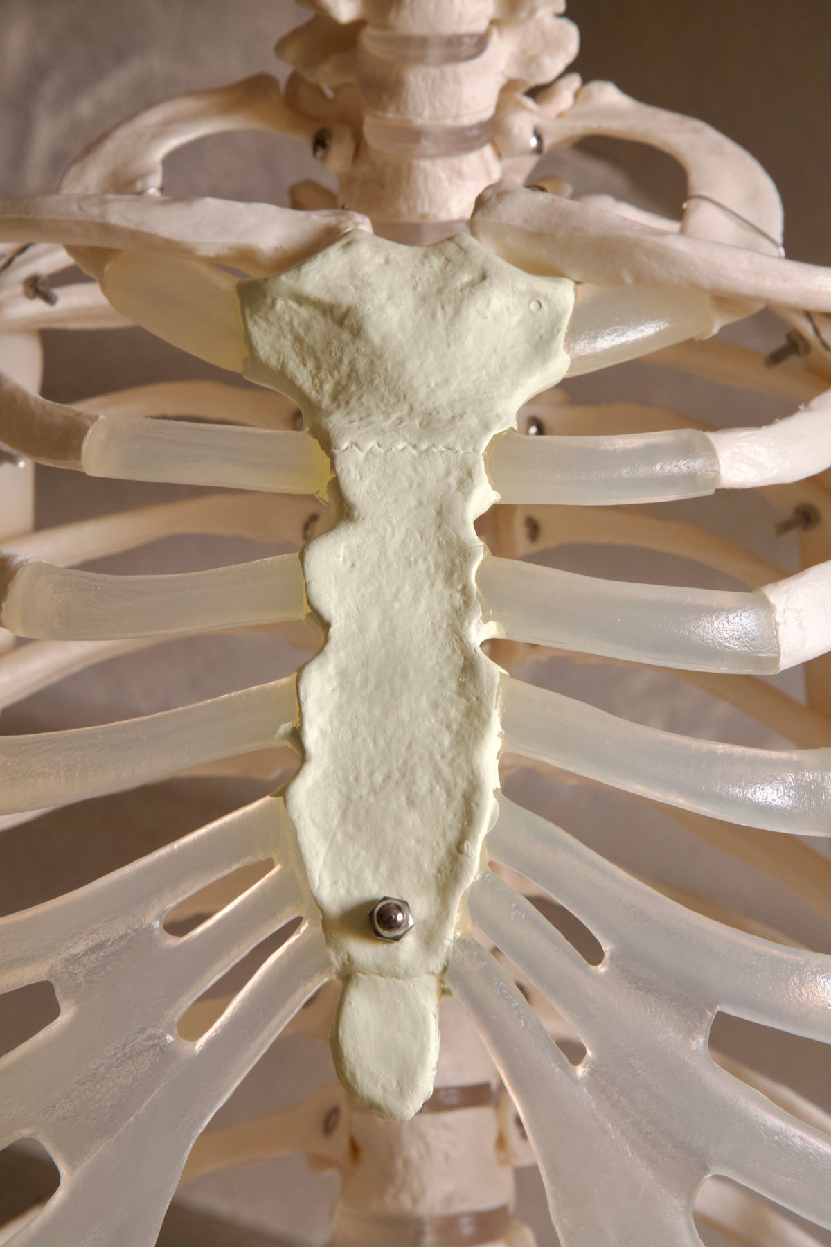 Life-Size Human Skeleton Model (180cm)