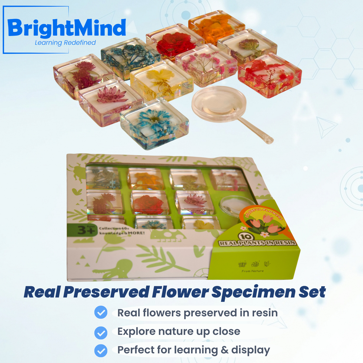 Real Preserved Flower Specimen Set