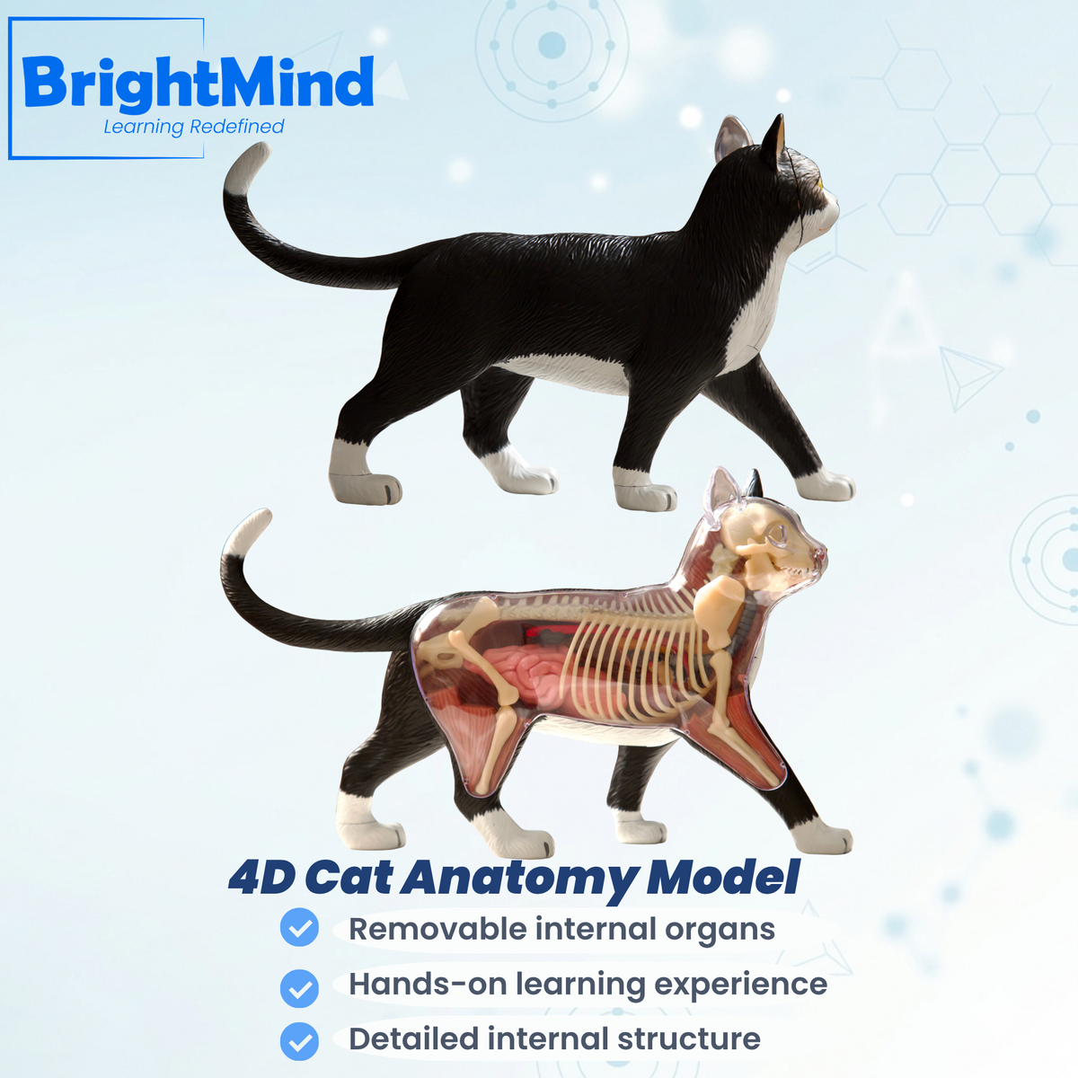 Anatomy Model – Cat
