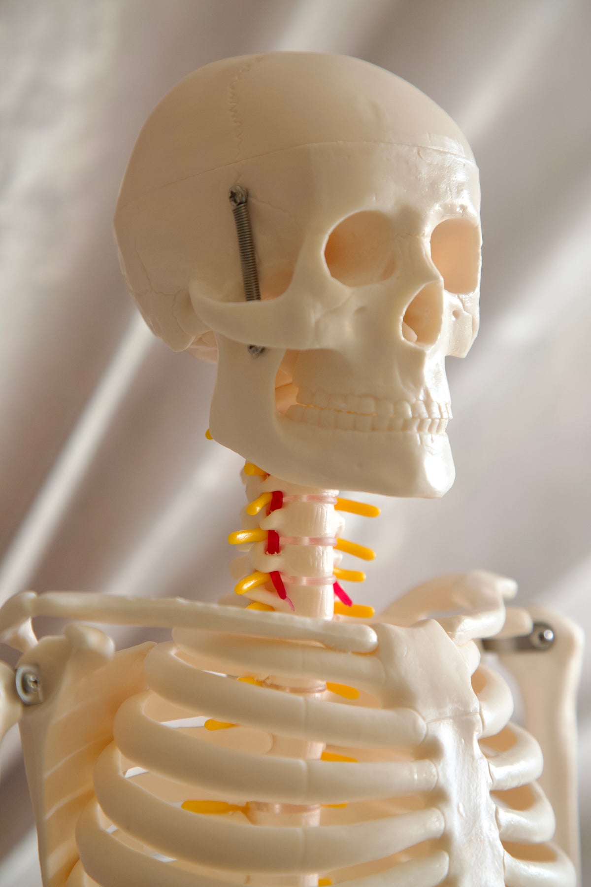85CM Skeleton Model