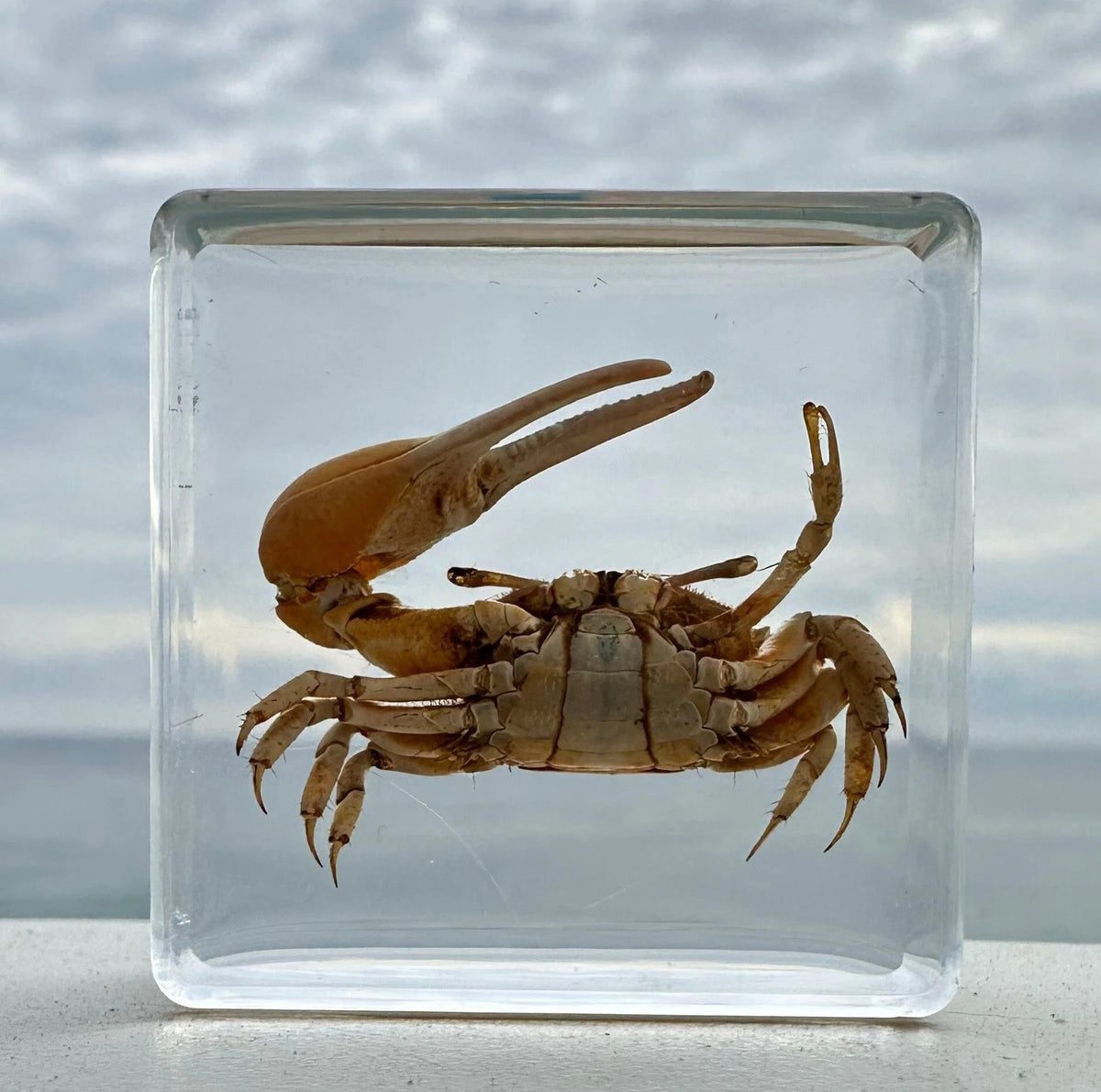 Fiddler Crab