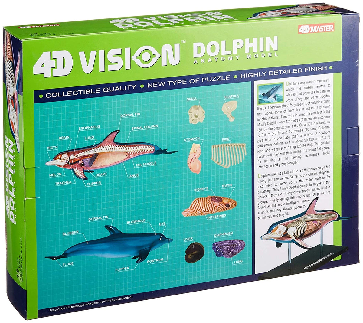Anatomy Model – Dolphin