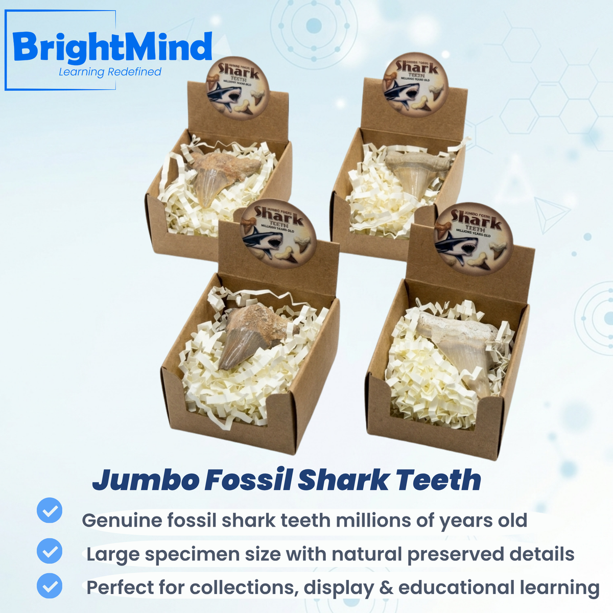 Jumbo Fossil Shark Teeth