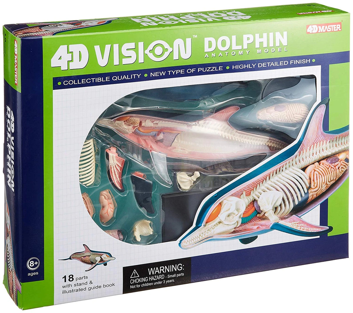 Anatomy Model – Dolphin