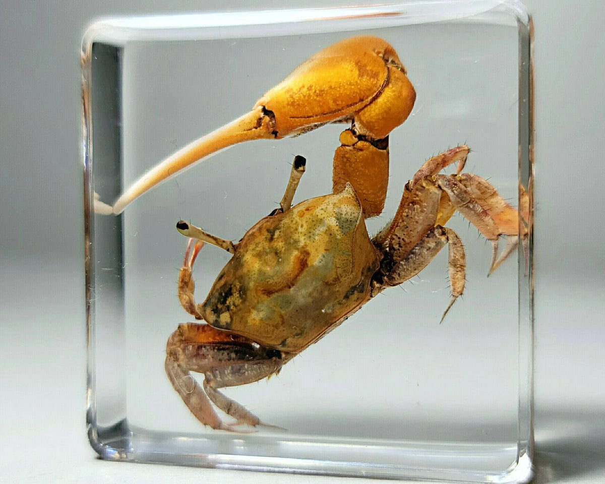 Fiddler Crab