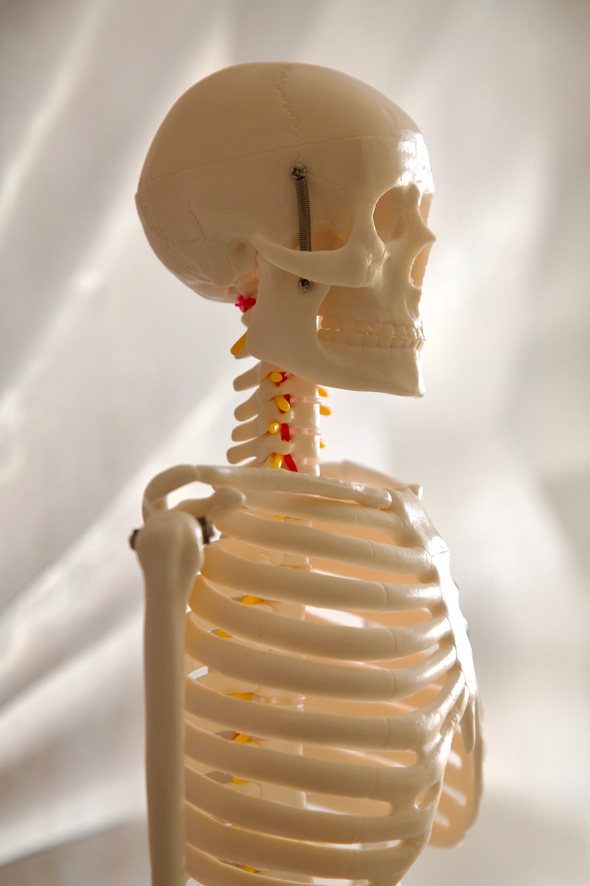 85CM Skeleton Model
