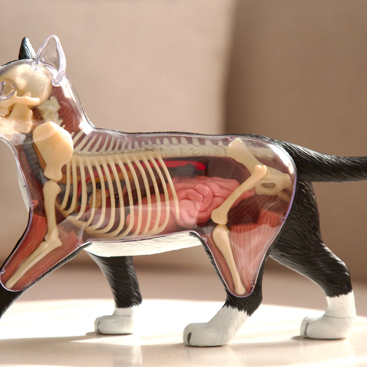 Anatomy Model – Cat