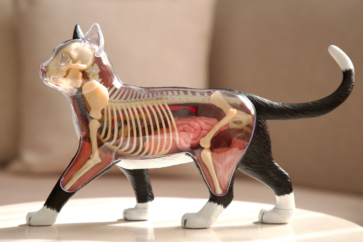 Anatomy Model – Cat
