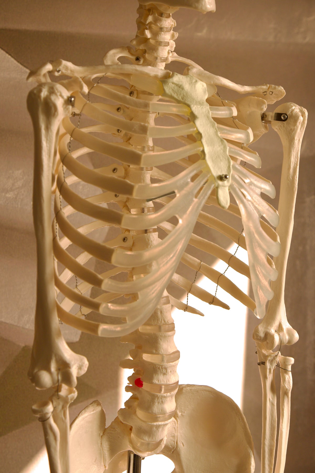 Life-Size Human Skeleton Model (180cm)