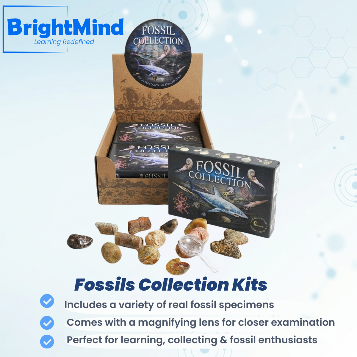 Fossils Collection Kits